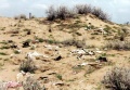 فکه 21.jpg
