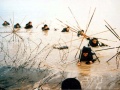 اروندرود 12.jpg
