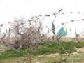 فکه 14.jpg