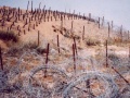 فکه 06.jpg